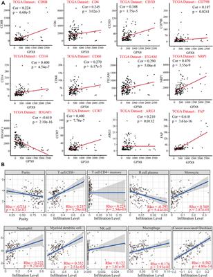 The overexpression of GPX8 is correlated with poor prognosis in GBM patients